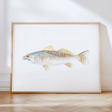 Load image into Gallery viewer, Speckled Trout: Unframed / 11 x 14