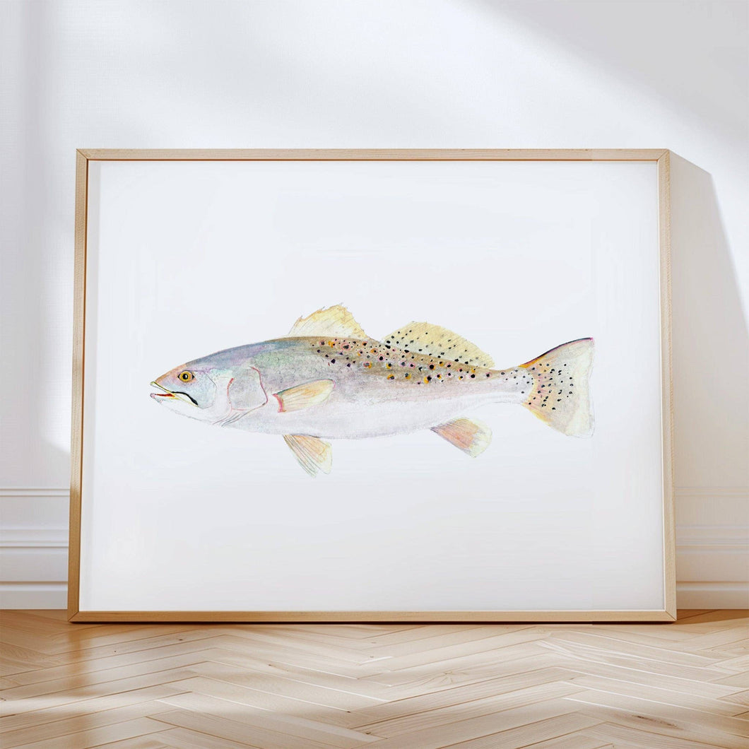 Speckled Trout: Unframed / 11 x 14