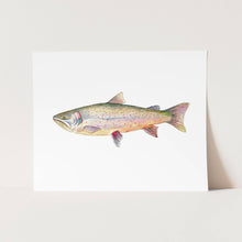 Load image into Gallery viewer, Bull Trout: Unframed / 11 x 14