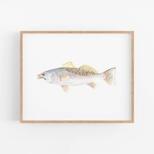 Load image into Gallery viewer, Speckled Trout: Unframed / 11 x 14